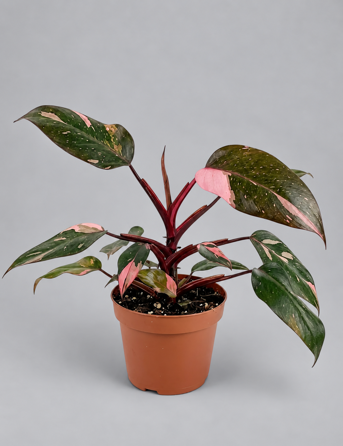 Mature Philodendron Pink Princess
