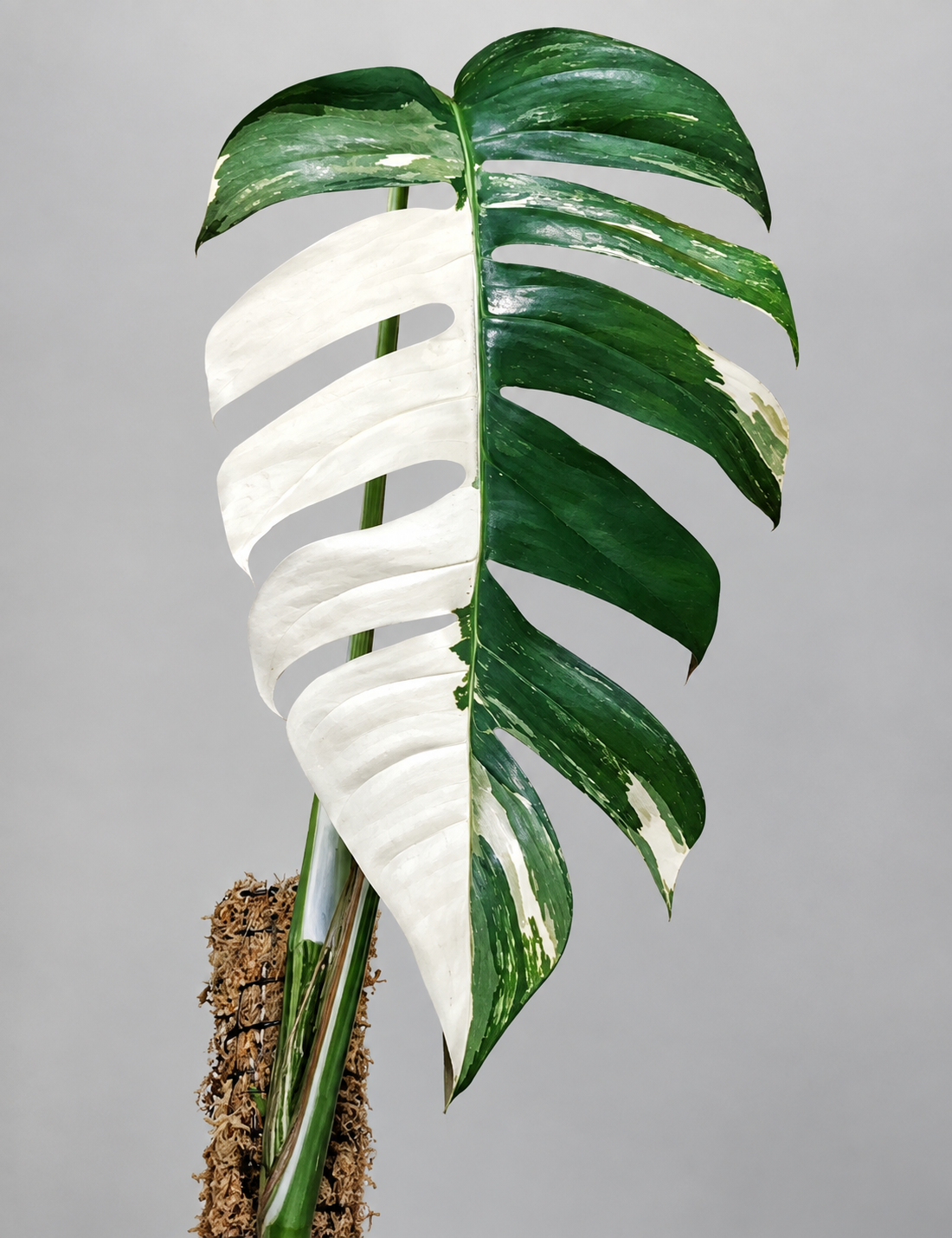 Mature Epipremnum pinnatum Dragon Tail