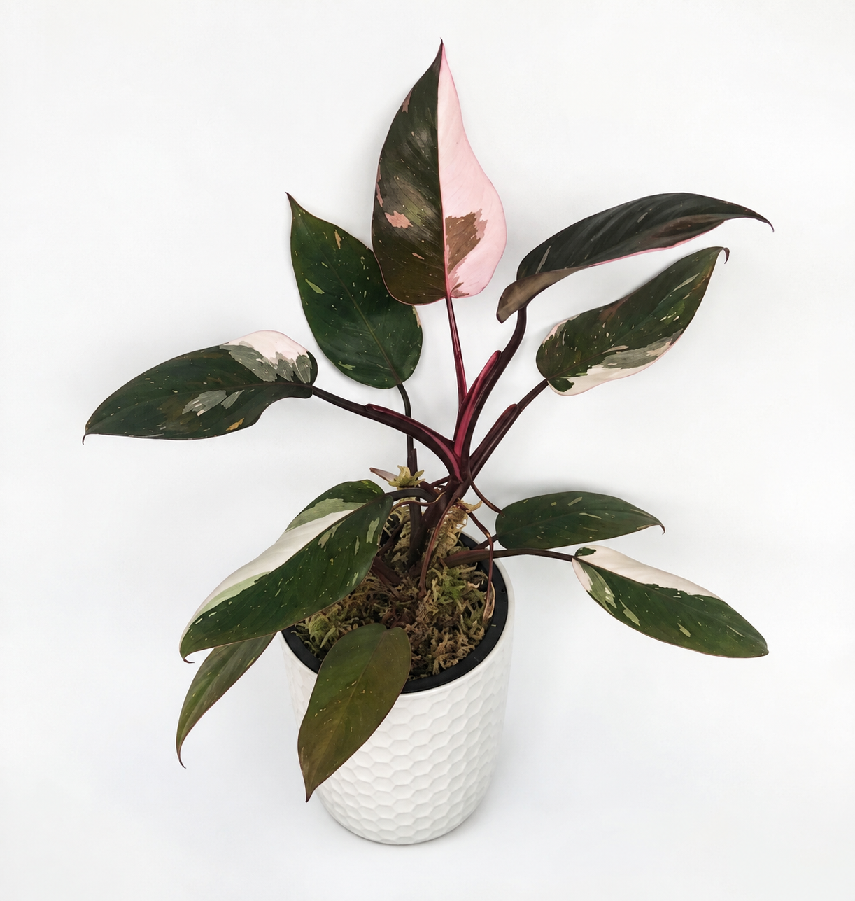 Mature Philodendron Red Anderson