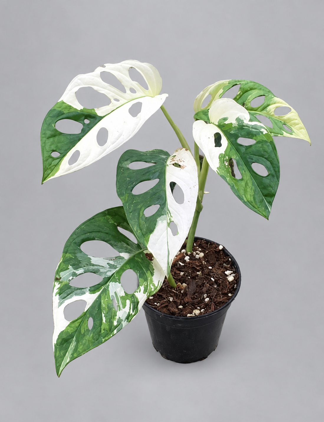 Mature Japanese Tricolor Monstera adansonii