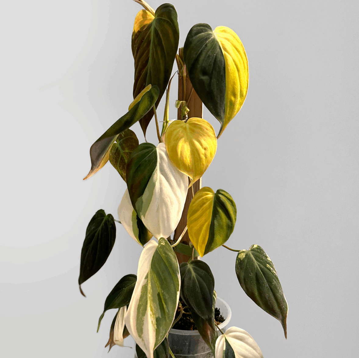 Mature variegated Philodendron Micans