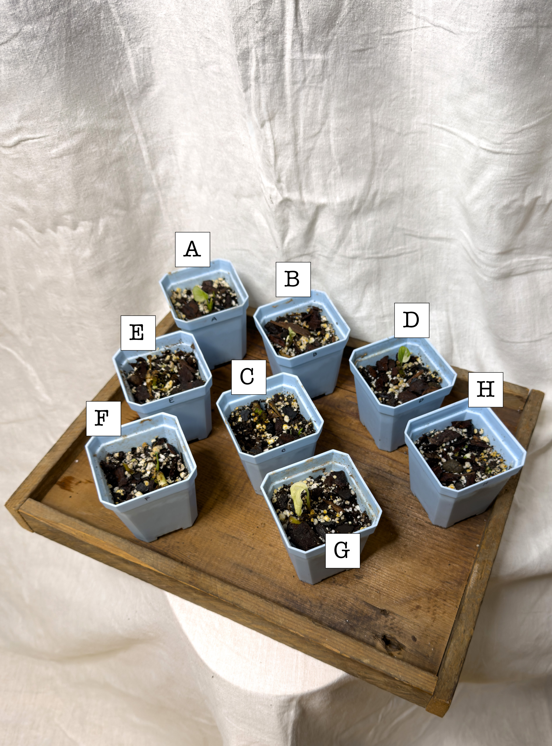 Japanese Tricolor plants A through H in 3-inch blue pots
