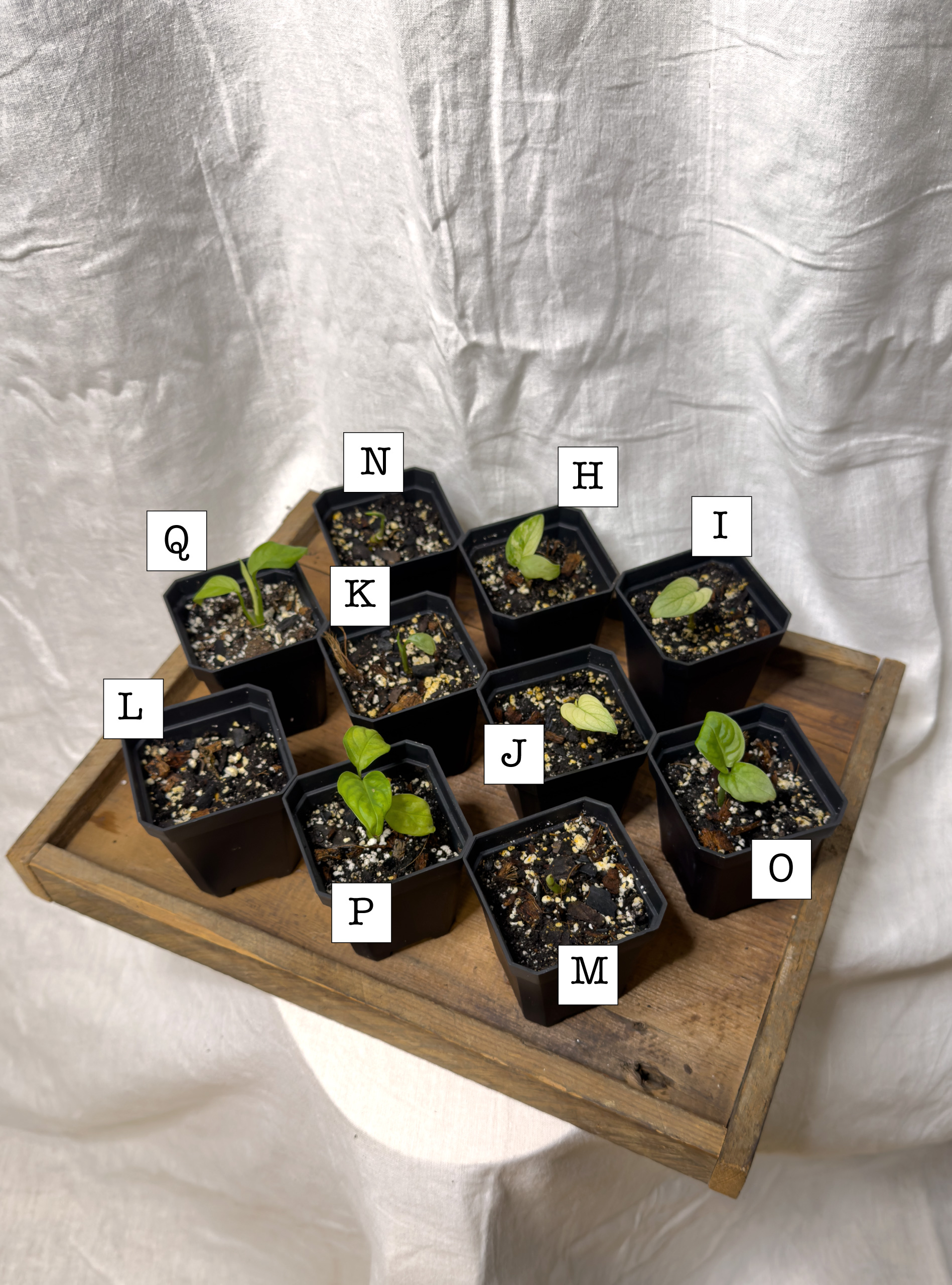 Japanese Tricolor plants H through Q in 3-inch black pots