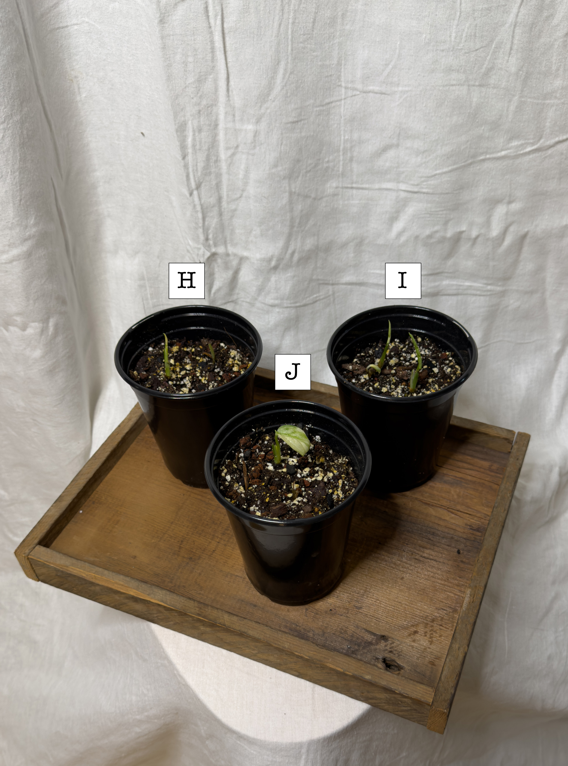 Japanese Tricolor plants H through J in 5-inch black pots